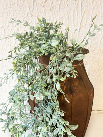 English Boxwood Hanging Bush