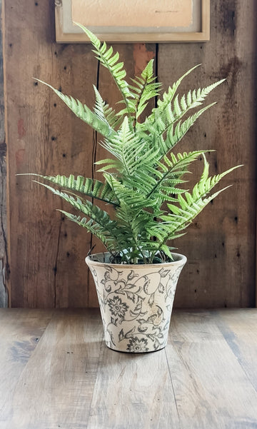 Fern In Ball
