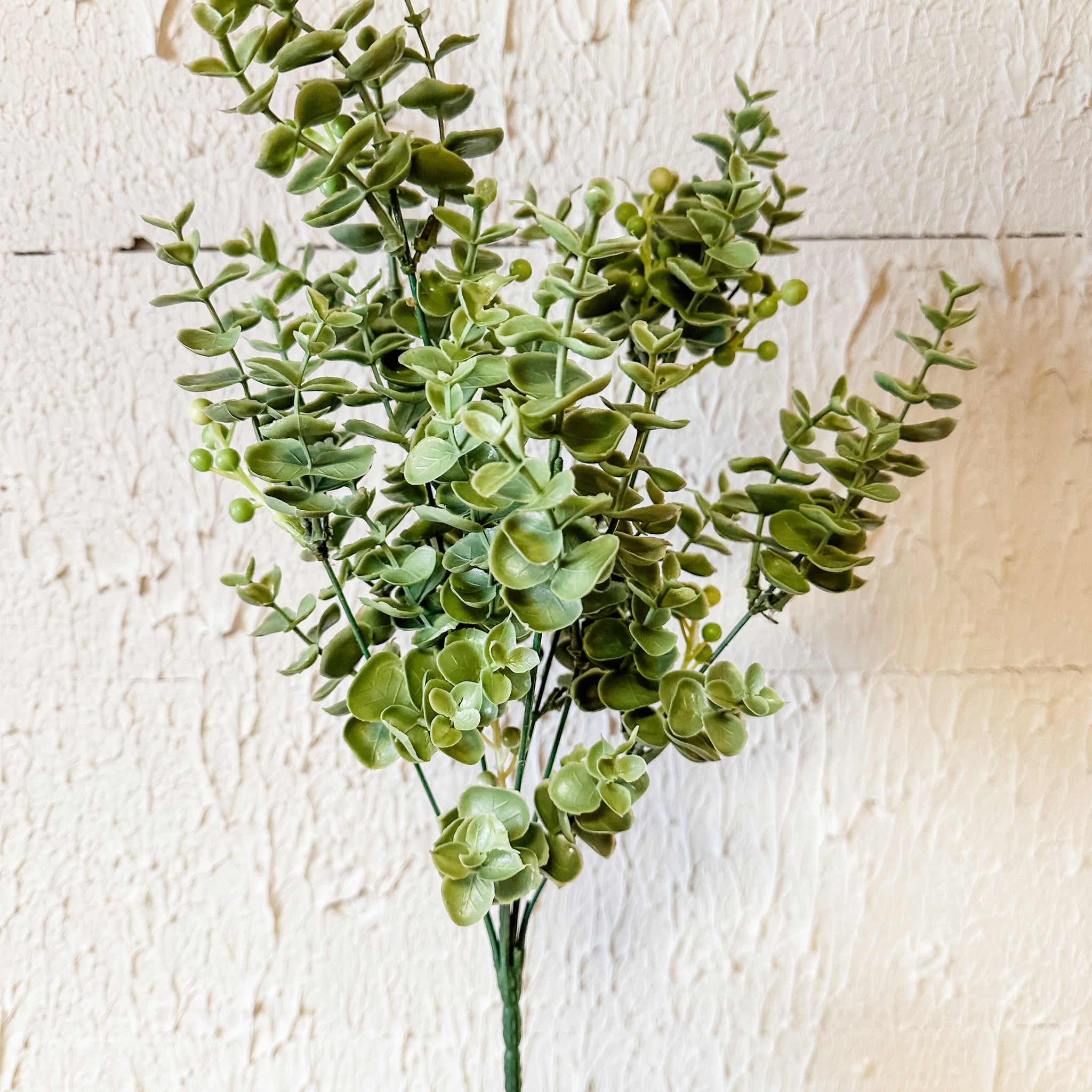Eucalyptus Bush With White Berries