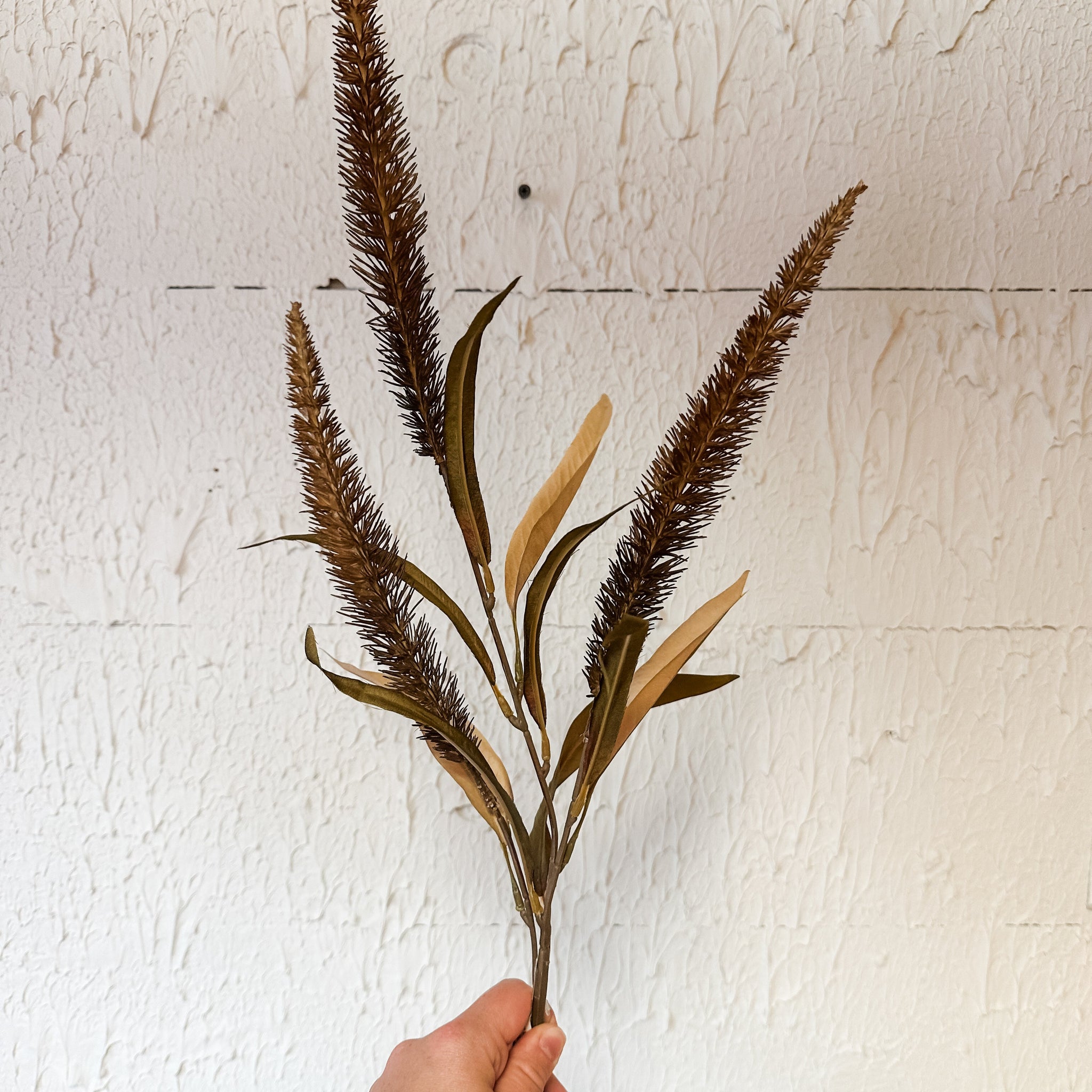 Coffee Bristlegrass Spray
