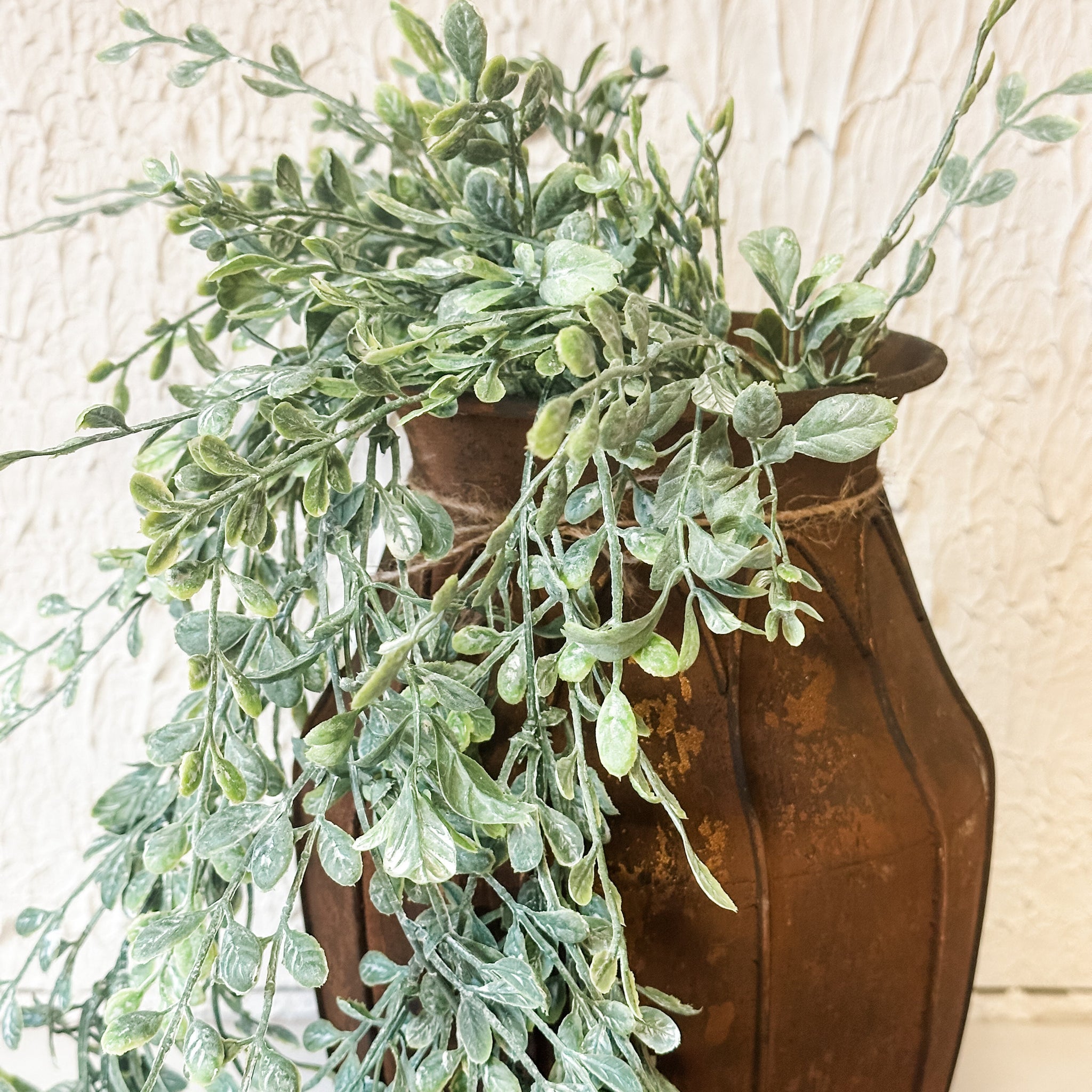 English Boxwood Hanging Bush